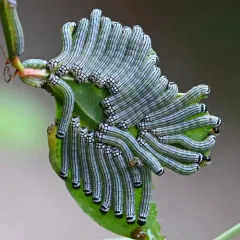 Turbulent Phosphila Moth thumbnail 3