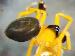 Silver Cobweb Weaver thumbnail 2