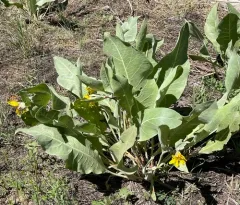 woolly mule's ears thumbnail 4