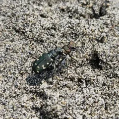 Western Tiger Beetle thumbnail 3