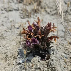 California Broomrape thumbnail 3