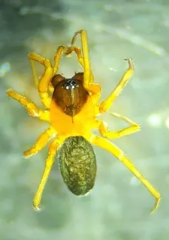 Decorated Red-and-black Money Spider thumbnail 1
