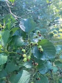Pear Hawthorn thumbnail 3