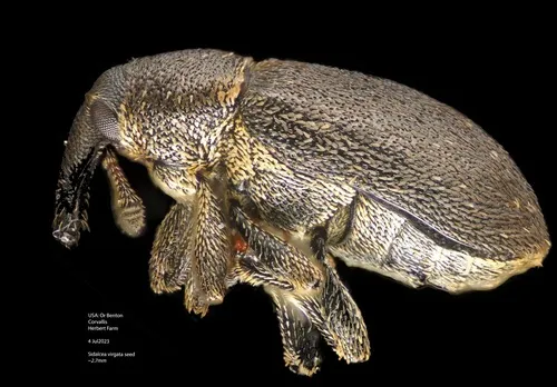 Checkermallow Weevil