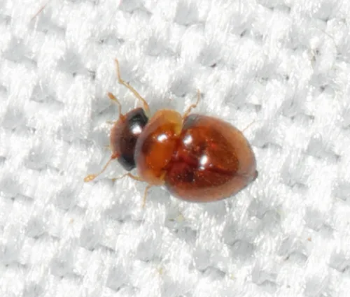Clambus simsoni
