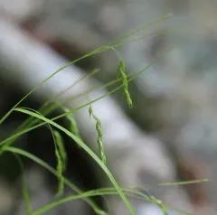 white-edge sedge thumbnail 3