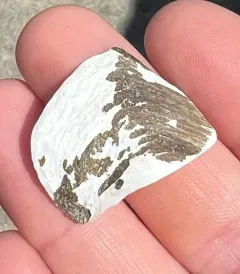 Scale-sided Piddock thumbnail 1
