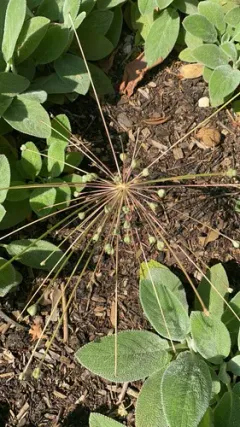 Allium schubertii thumbnail 4