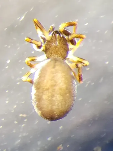 Lasaeola prona
