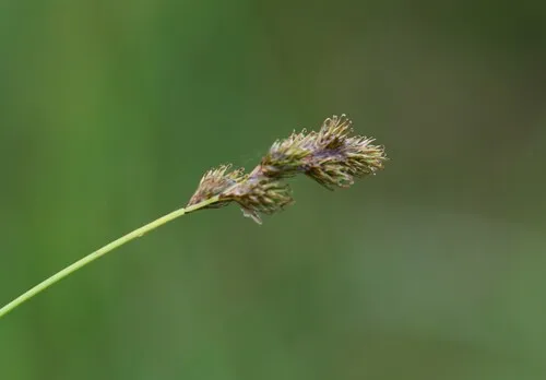 Orono sedge
