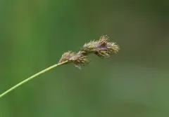 Orono sedge thumbnail 1