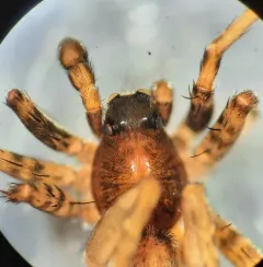 Shiny Wolf Spider thumbnail 2