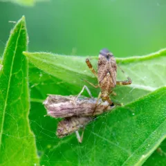 Clouded Plant Bug thumbnail 4