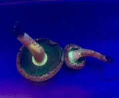Pholiota molesta thumbnail 1