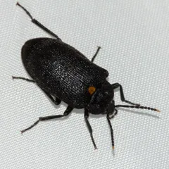 Oblique Polypore Fungus Beetle thumbnail 2