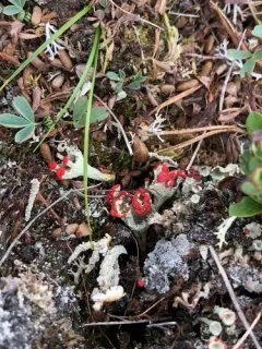 madame's cup lichen thumbnail 2