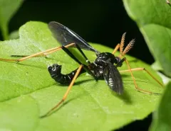 Ctenophora apicata thumbnail 2