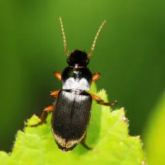 Strawberry Seed Beetle thumbnail 4