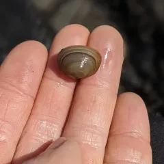 Grooved Fingernailclam thumbnail 3