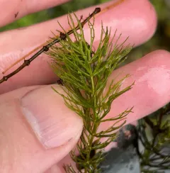 spineless hornwort thumbnail 4