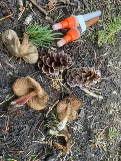 Entoloma edulis thumbnail 3