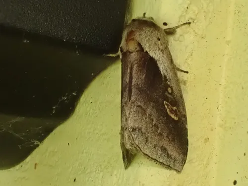 Narrow-leaved Cattail Diver Moth