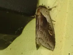 Narrow-leaved Cattail Diver Moth thumbnail 1