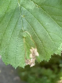 Orchestes mixtus thumbnail 3