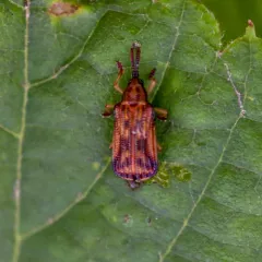Basswood Leafminer thumbnail 2