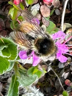 Johansen's Bumble Bee thumbnail 3