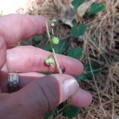green-flowered wintergreen thumbnail 4