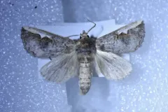 White-headed Prominent thumbnail 3