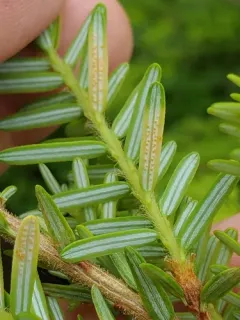 Blueberry Leaf Rust thumbnail 3