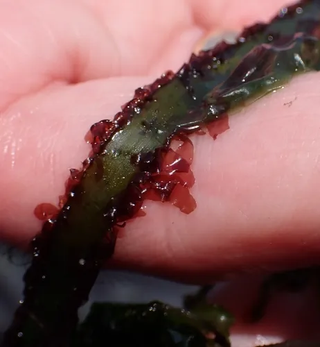 seagrass laver