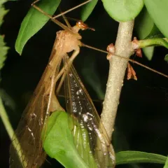 Bittacus pilicornis thumbnail 2