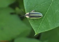 Double cousin firefly thumbnail 2