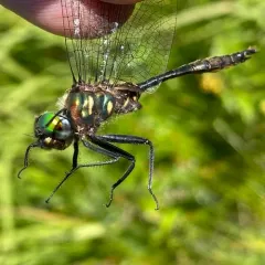 Brush-tipped Emerald thumbnail 3
