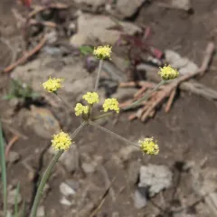 Umbrella Desert-parsley thumbnail 2