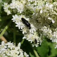 punctate blister beetle thumbnail 4