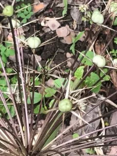 Allium schubertii thumbnail 1