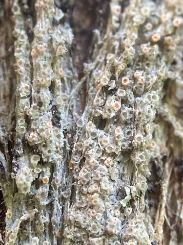 Gyalectaria diluta