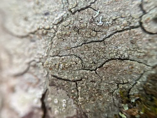 Pertusaria mccroryae