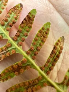 Siberian polypody thumbnail 4