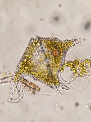 Ceratium cornutum