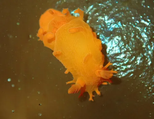 Spotted Dorid