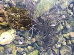 Landlady's Wig thumbnail 3