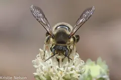 Timberlake's Resin-Leafcutter thumbnail 4