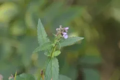 Hyssopleaf Hedgenettle thumbnail 2
