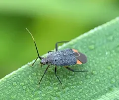Polymerus venaticus thumbnail 3