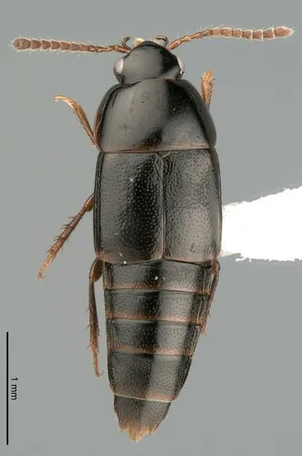 Tachinus minimus